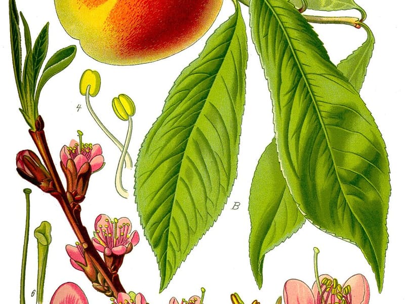 Peach tree