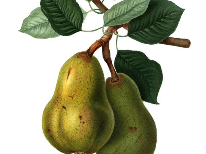 Pear tree